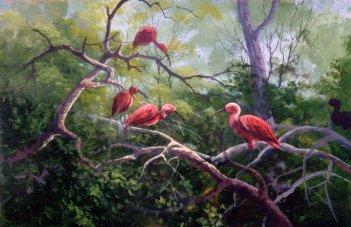 #8943 Ibis Birds